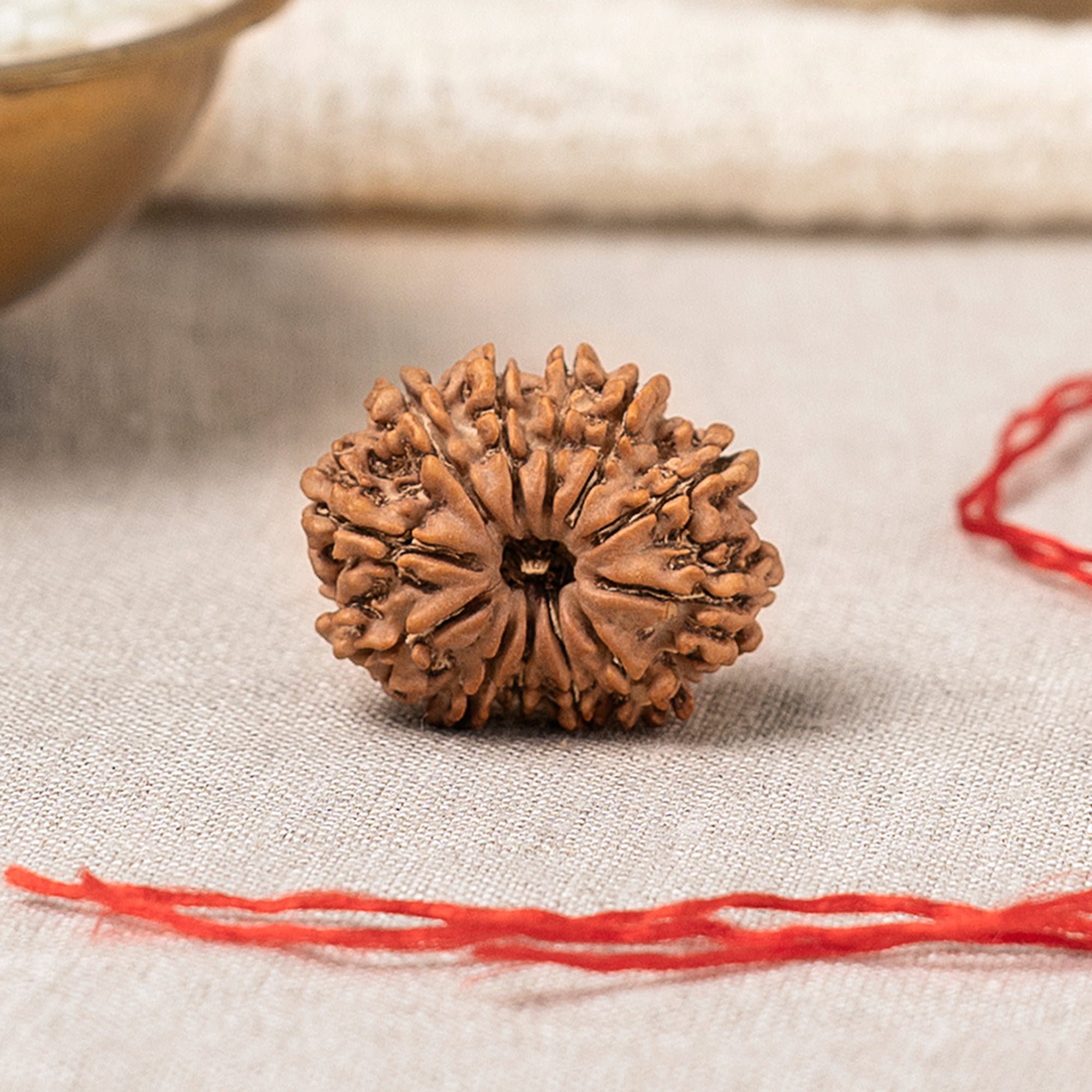 12 Mukhi Rudraksha – Original Nepali Bead