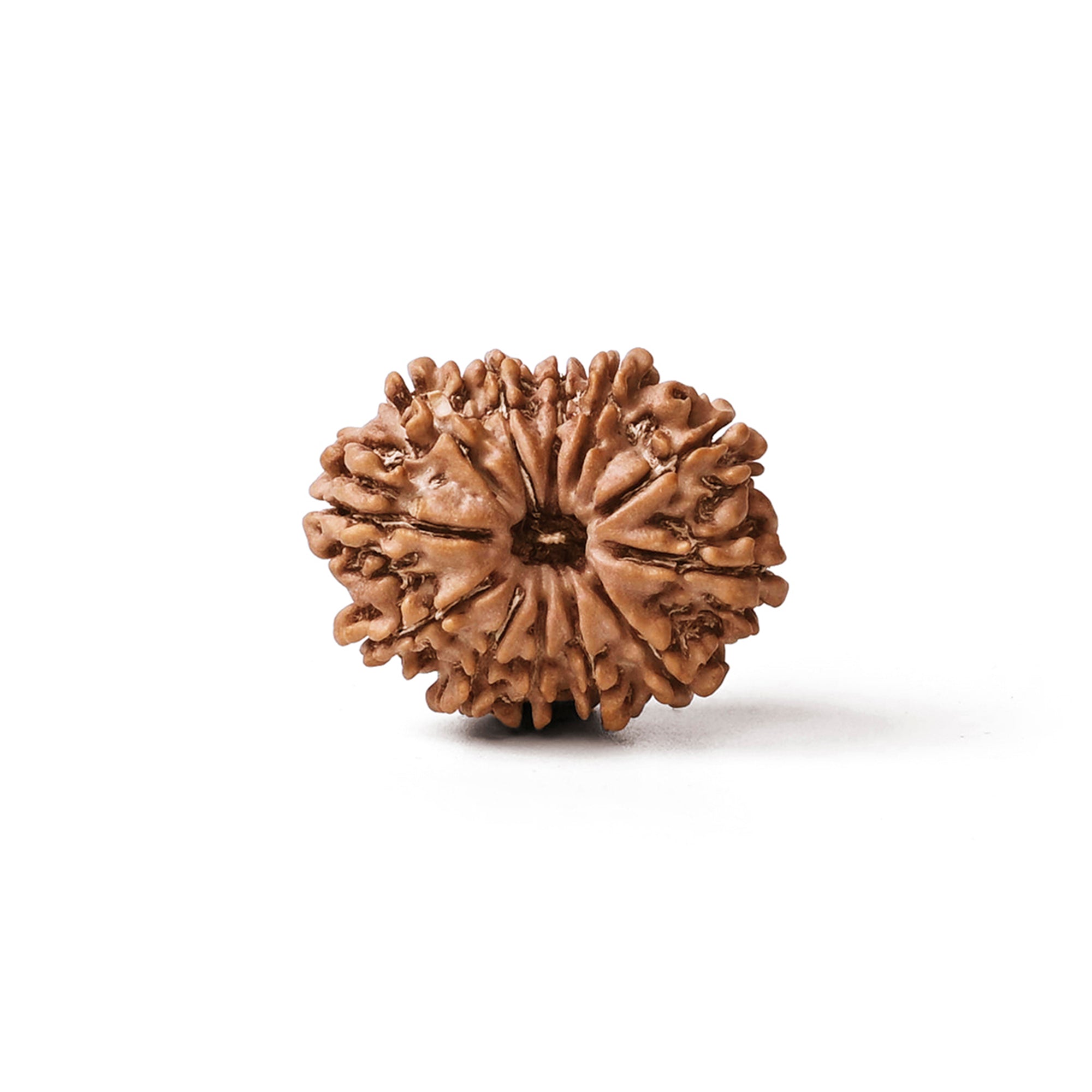 12 Mukhi Rudraksha – Original Nepali Bead