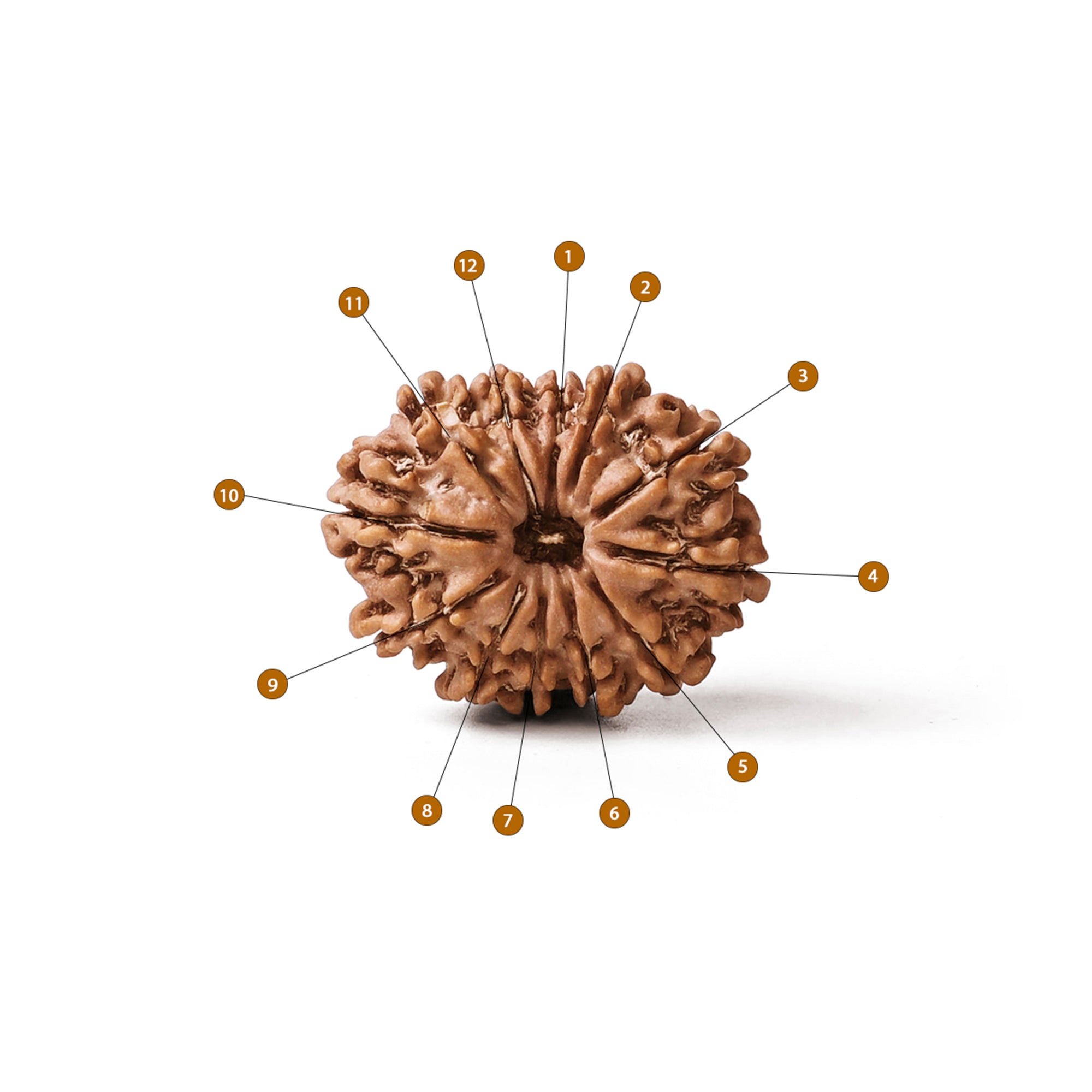 12 Mukhi Rudraksha – Original Nepali Bead