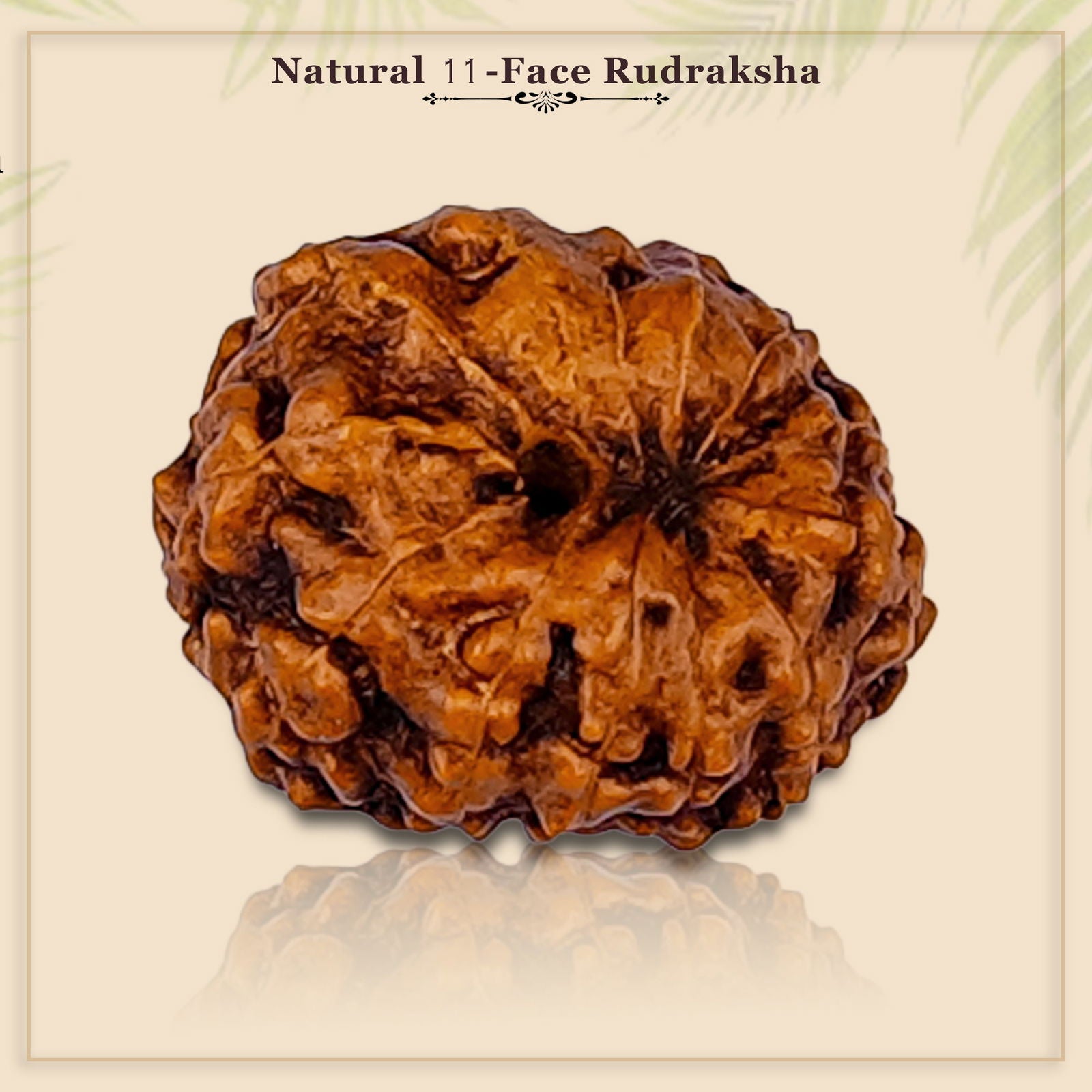 12 Mukhi Rudraksha (Indonesian Bead) - Gemsmantra