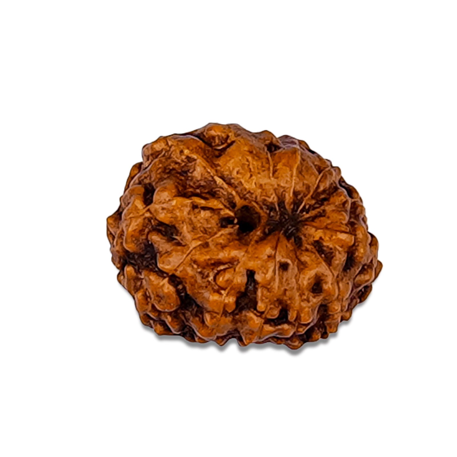 12 Mukhi Rudraksha (Indonesian Bead) - Gemsmantra