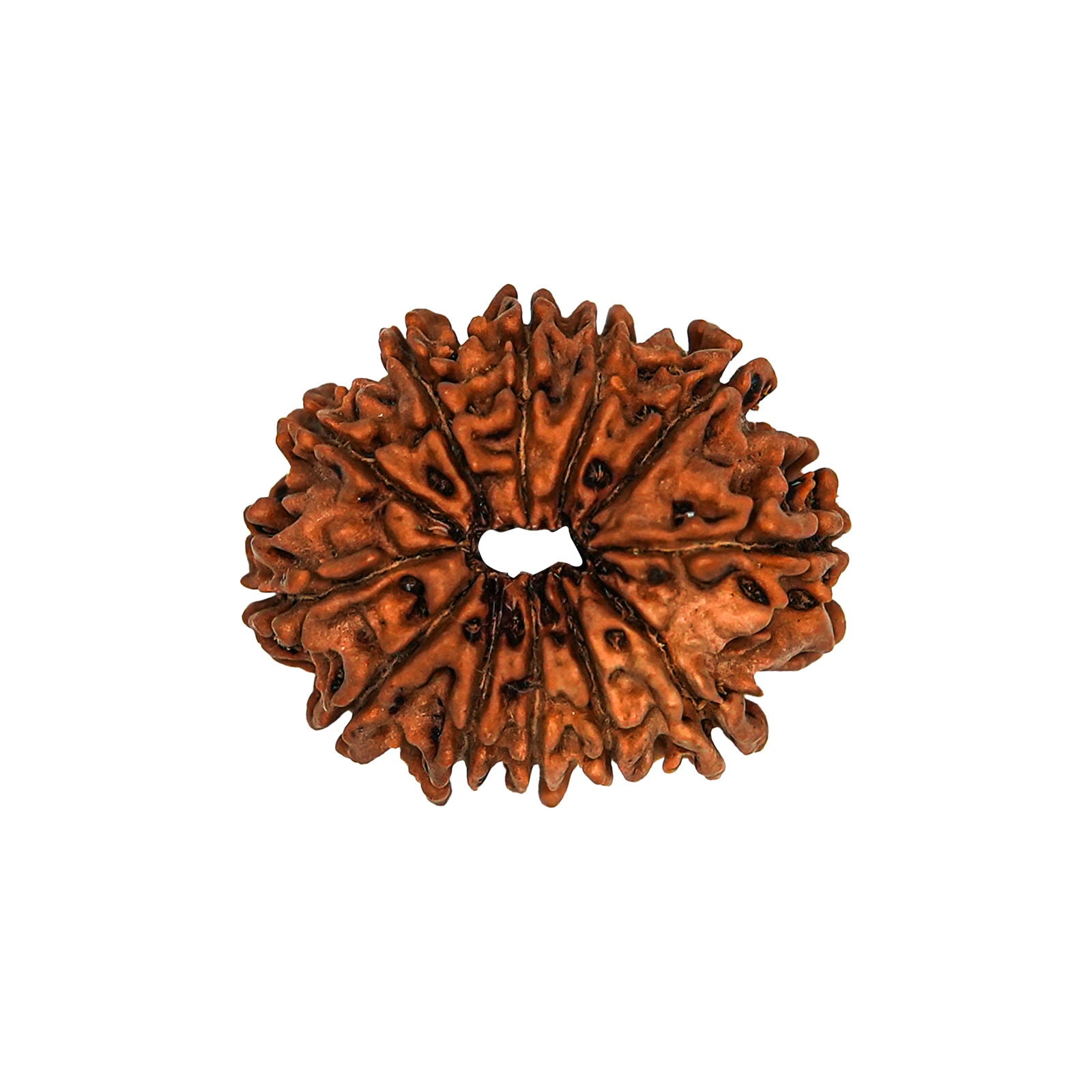 12 Mukhi Rudraksha (Nepali) - Gemsmantra