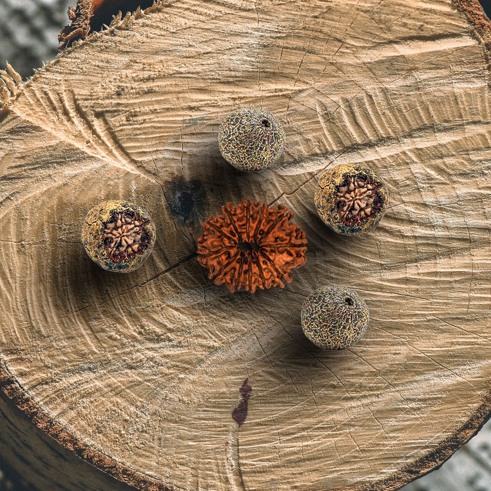 12 Mukhi Rudraksha (Nepali) - Gemsmantra