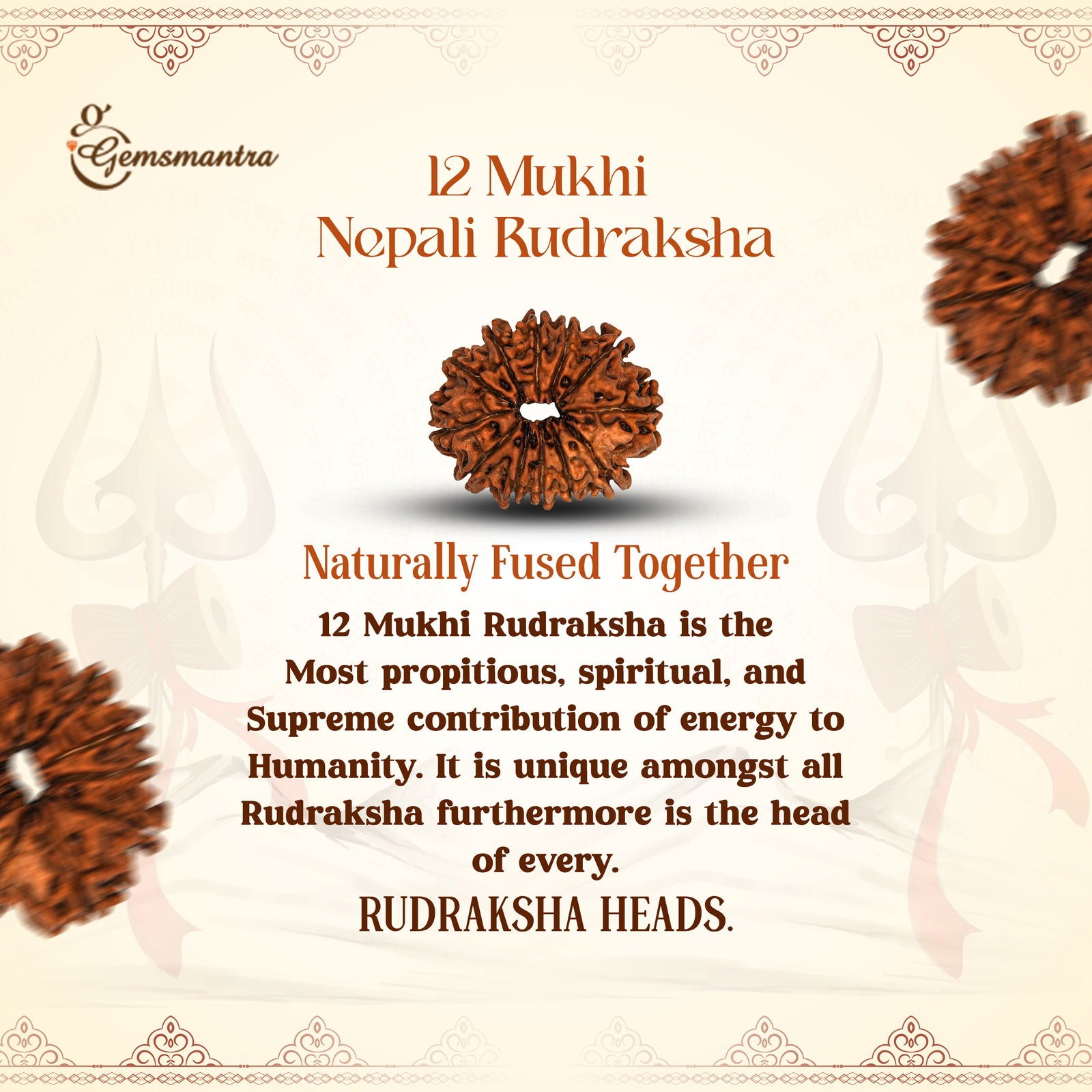 12 Mukhi Rudraksha (Nepali) - Gemsmantra