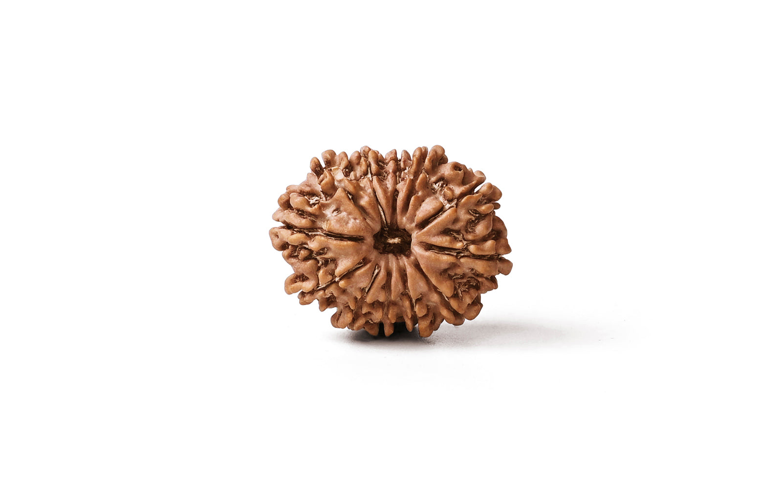 12 Mukhi Rudraksha (Nepali)