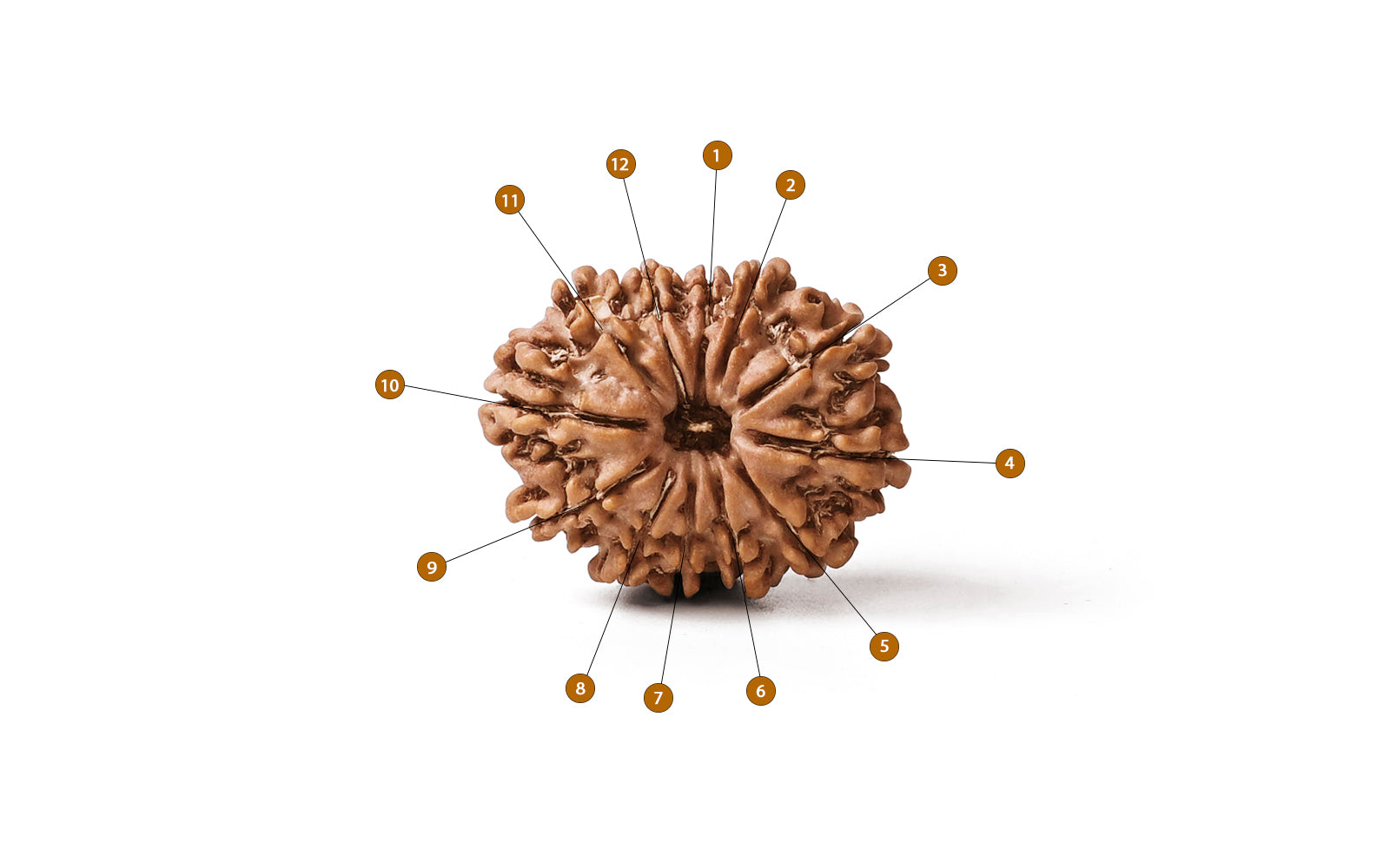 12 Mukhi Rudraksha (Nepali)