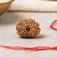 Natural 12 Mukhi Rudraksha (Nepali)