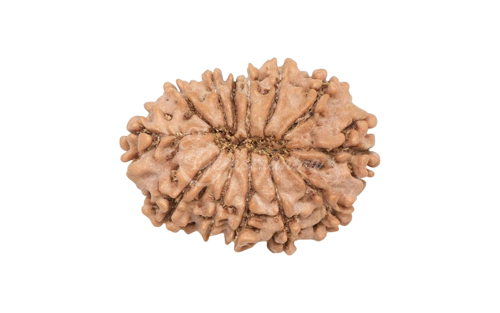 13 Mukhi Rudraksha (Nepali)