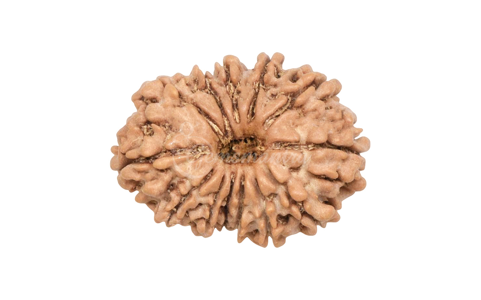 13 Mukhi Rudraksha (Nepali)