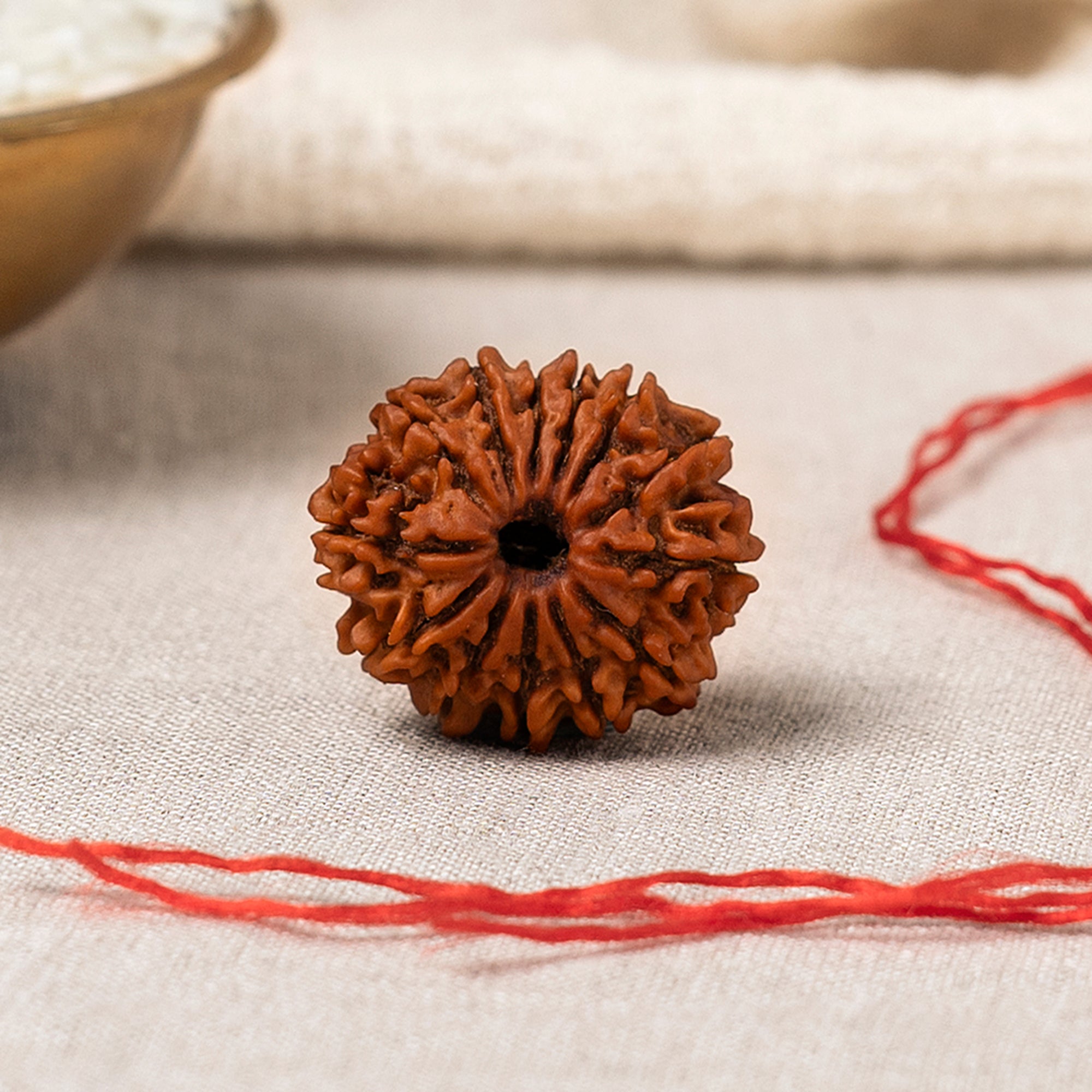 13 Mukhi Rudraksha – Original Nepali Bead