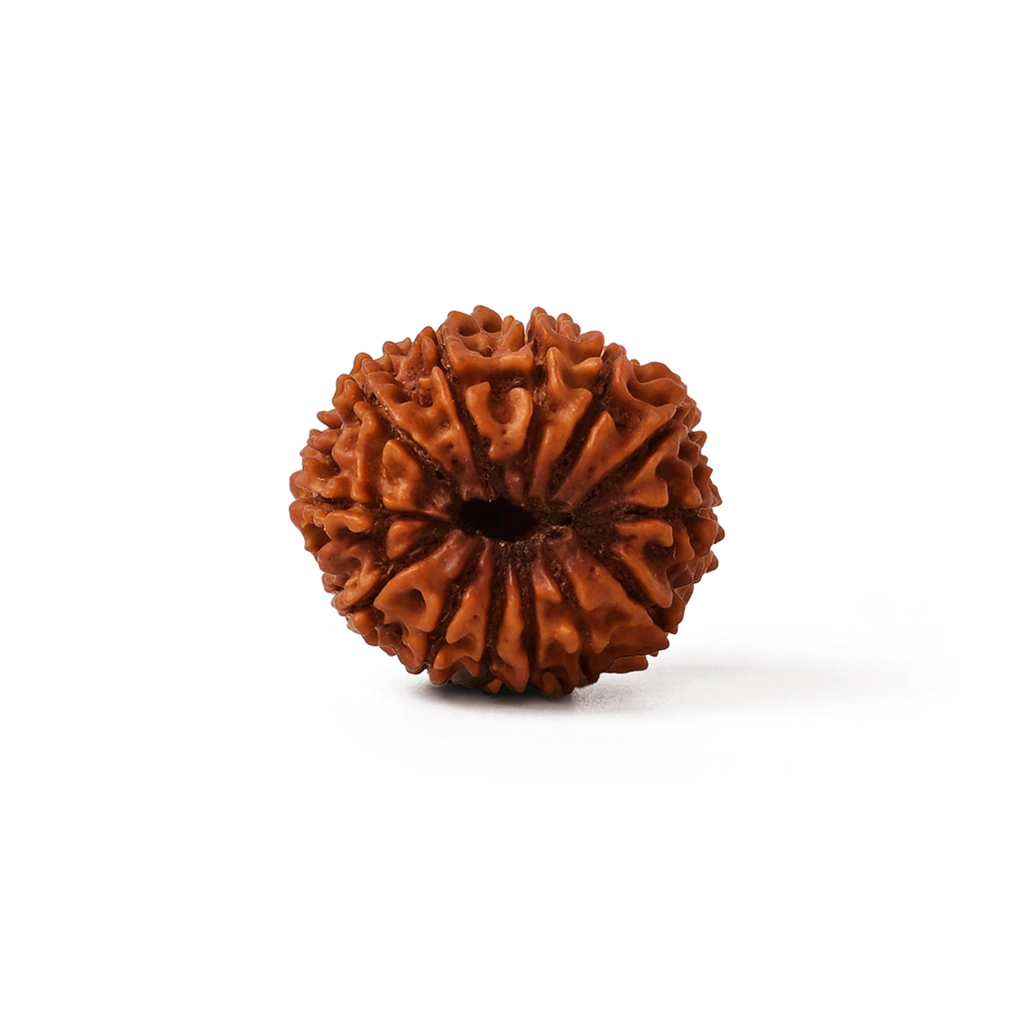 13 Mukhi Rudraksha – Original Nepali Bead