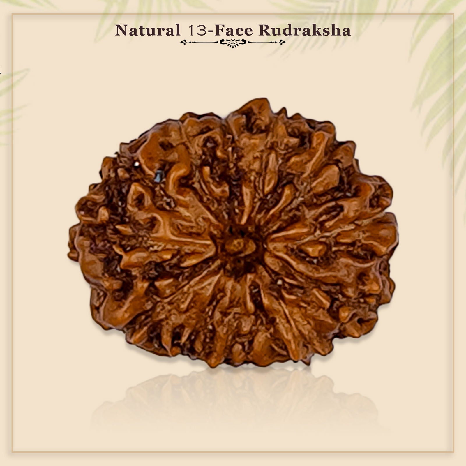 13 Mukhi Rudraksha (Indonesian Bead) - Gemsmantra