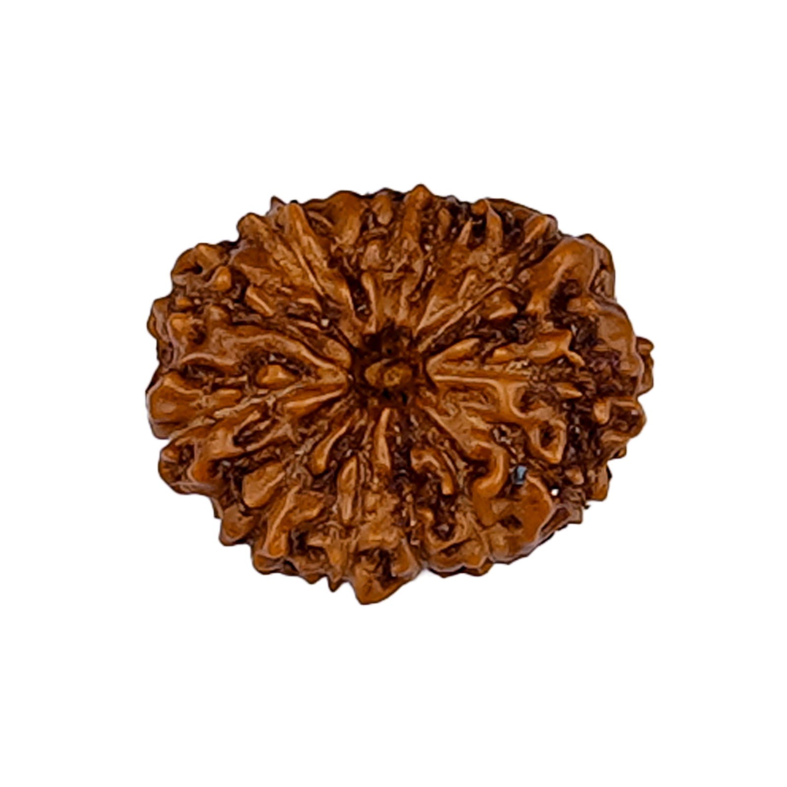 13 Mukhi Rudraksha (Indonesian Bead) - Gemsmantra