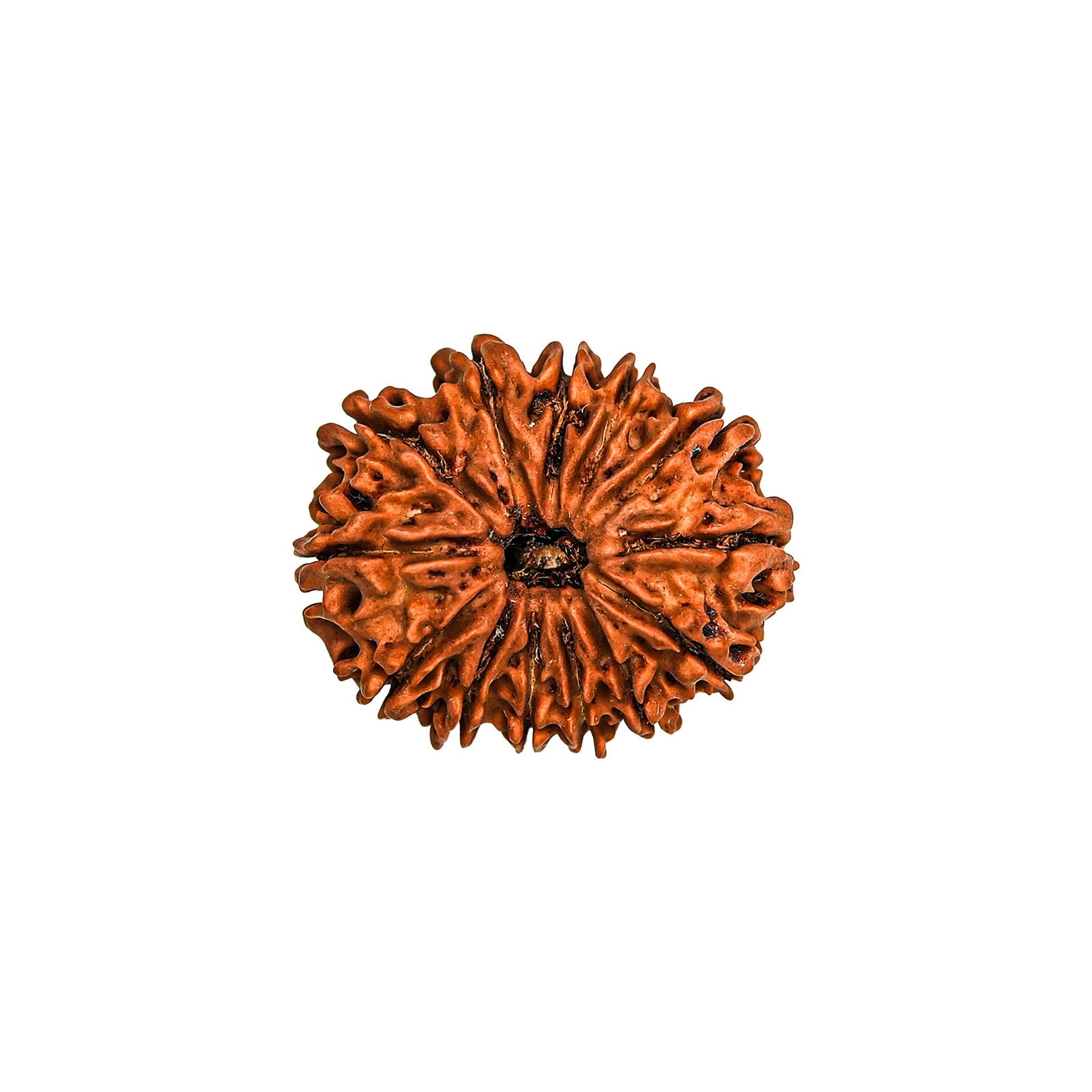 13 Mukhi Rudraksha (Nepali) - Gemsmantra