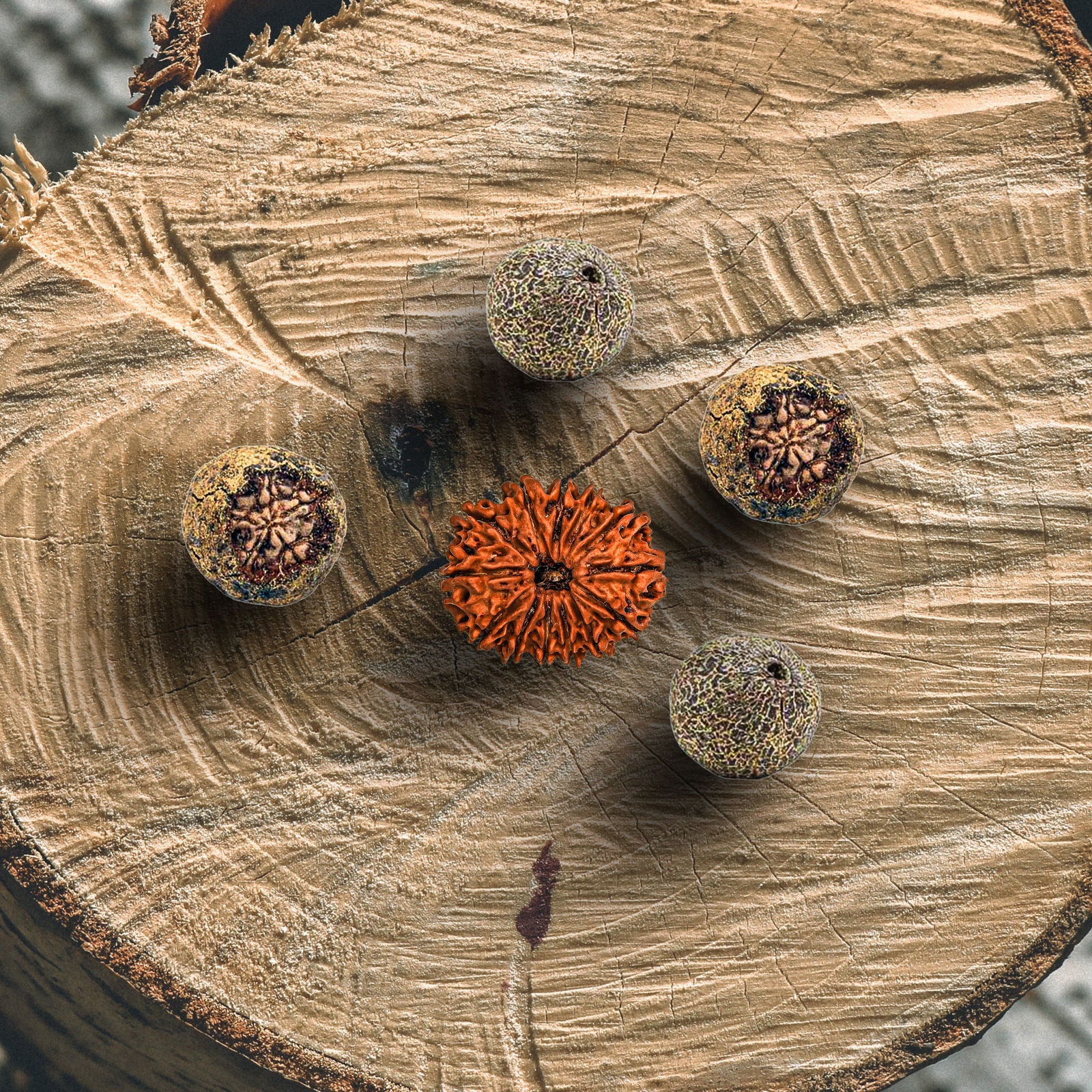 13 Mukhi Rudraksha (Nepali) - Gemsmantra