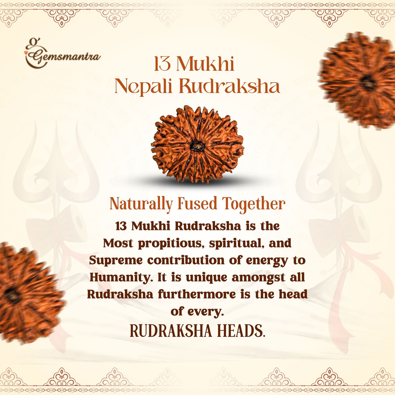 13 Mukhi Rudraksha (Nepali) - Gemsmantra