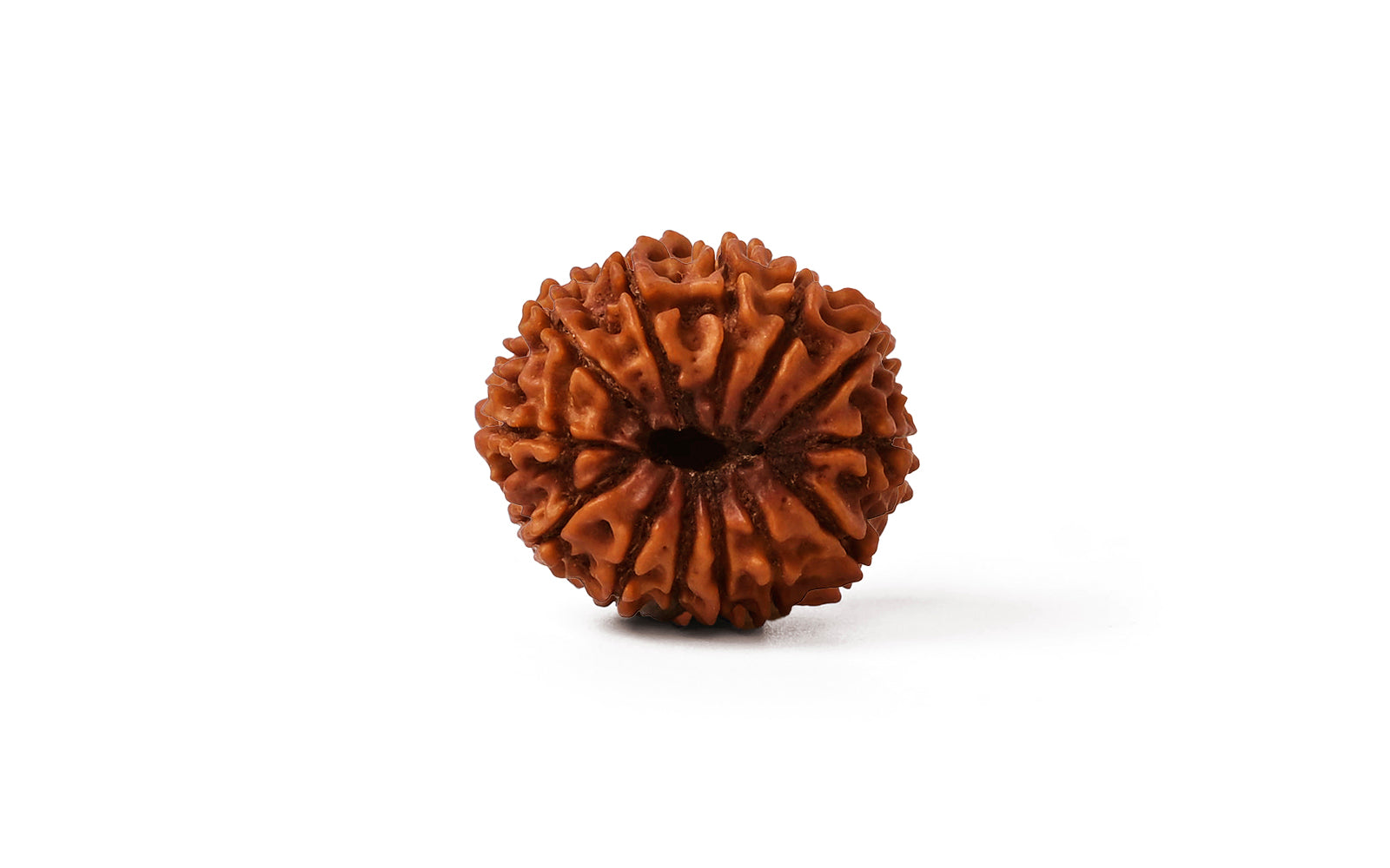 13 Mukhi Rudraksha (Nepali)