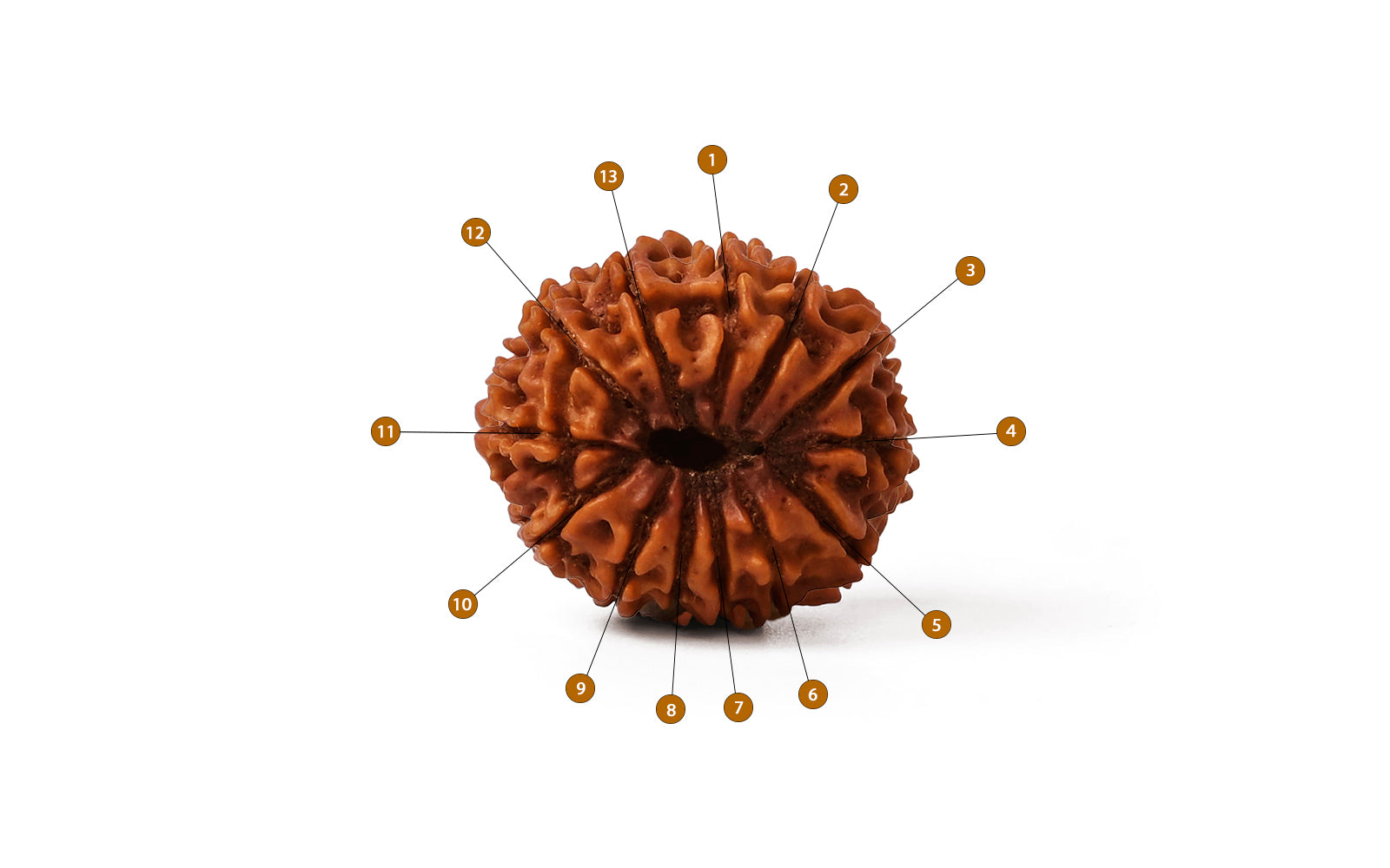 13 Mukhi Rudraksha (Nepali)