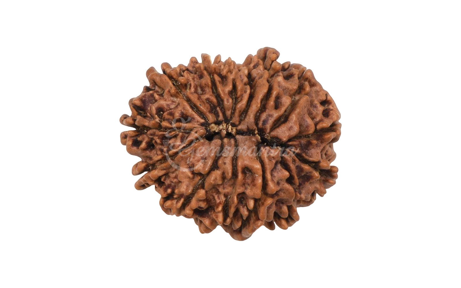 14 Mukhi Rudraksha (Nepali)