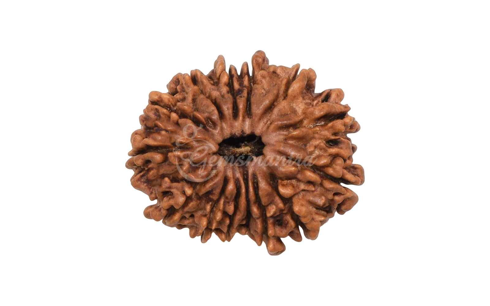 14 Mukhi Rudraksha (Nepali)