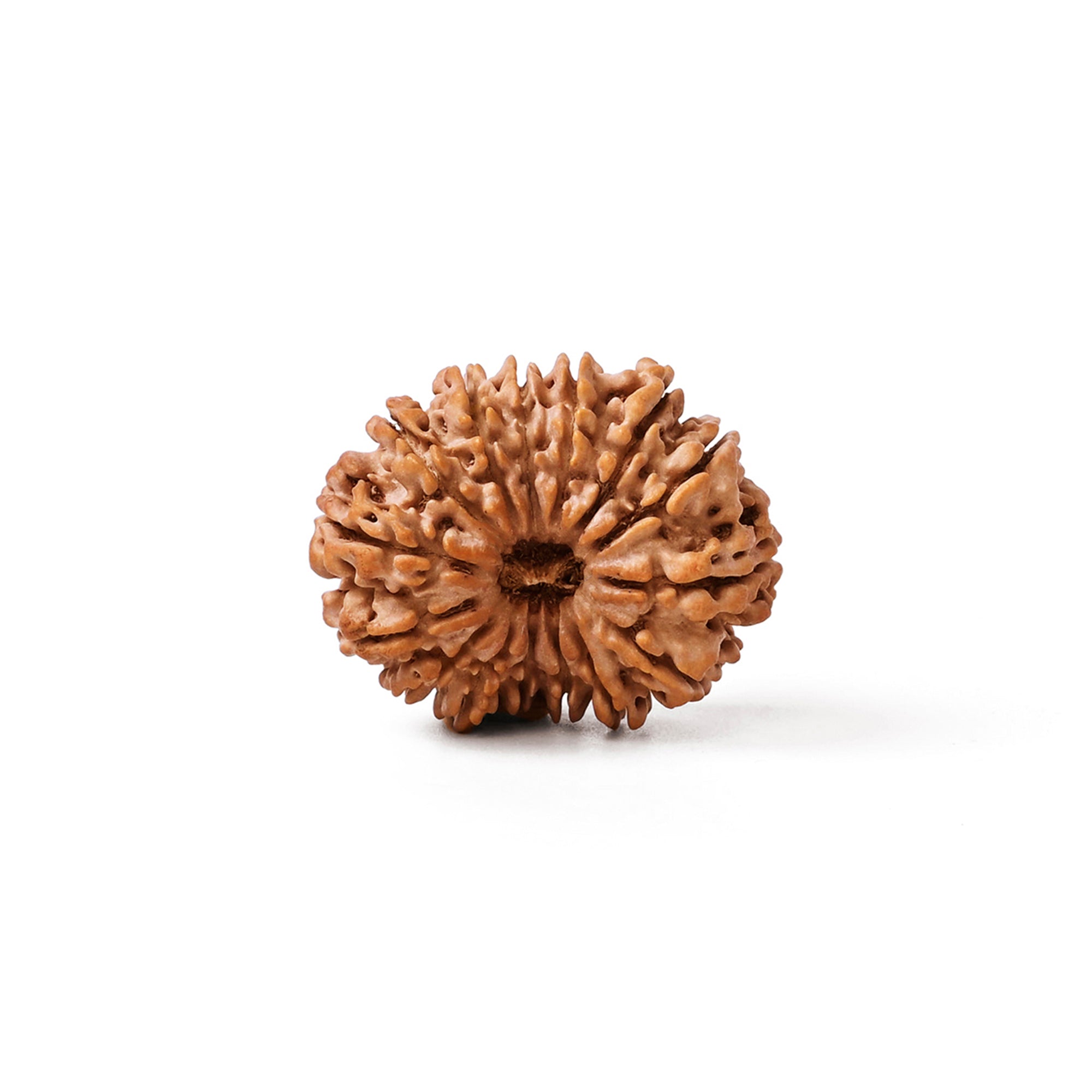 14 Mukhi Rudraksha – Original Nepali Bead