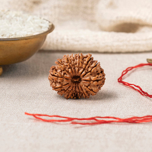 14 Mukhi Rudraksha – Original Nepali Bead