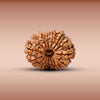 14 Mukhi