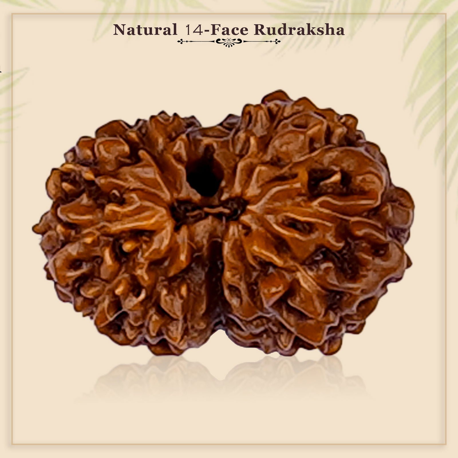 14 Mukhi Rudraksha (Indonesian Bead) - Gemsmantra