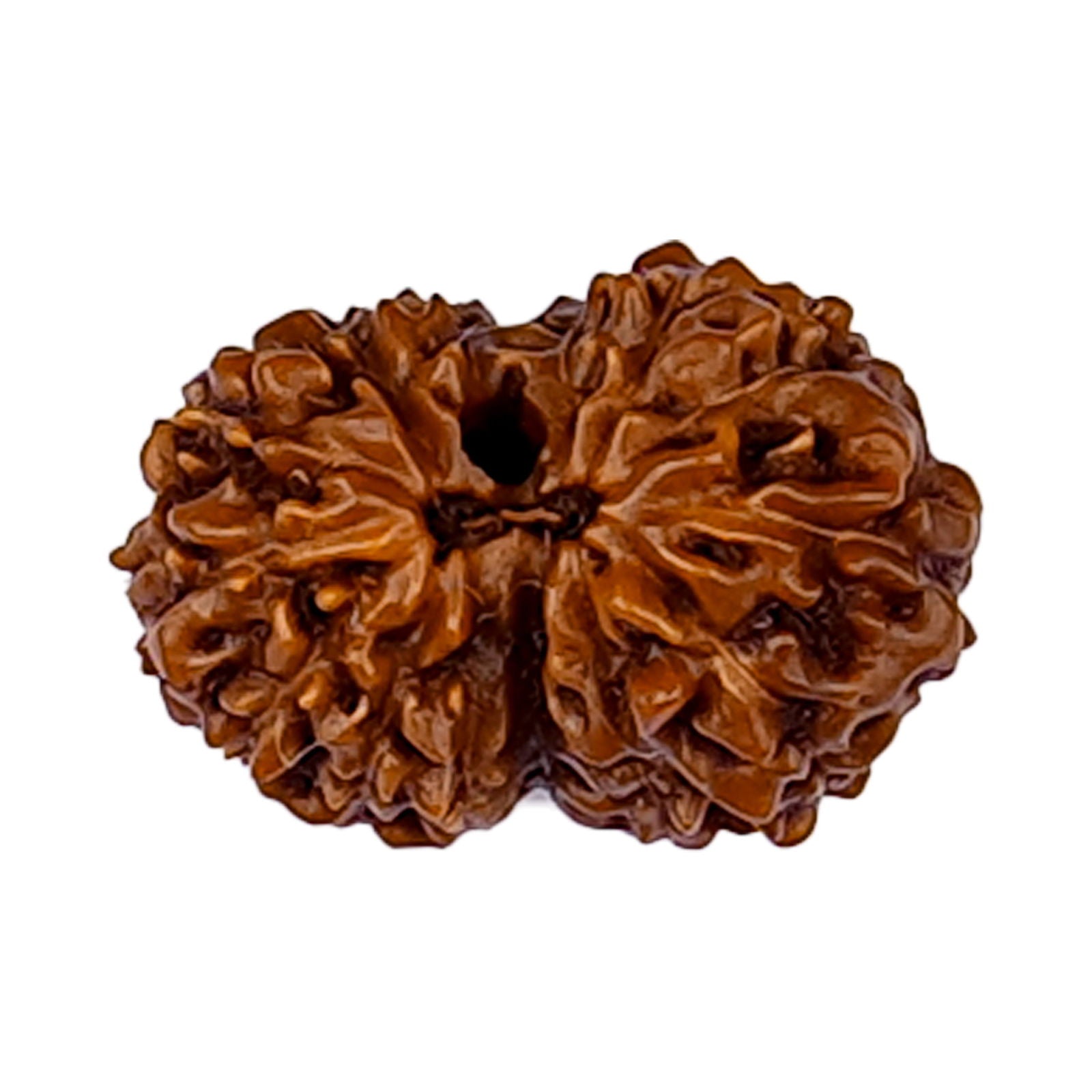 14 Mukhi Rudraksha (Indonesian Bead) - Gemsmantra