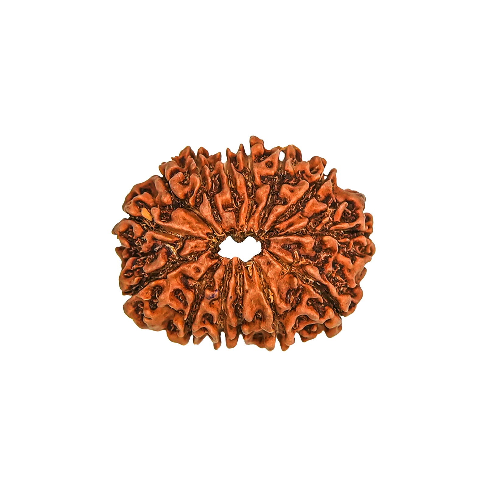 14 Mukhi Rudraksha (Nepali) - Gemsmantra