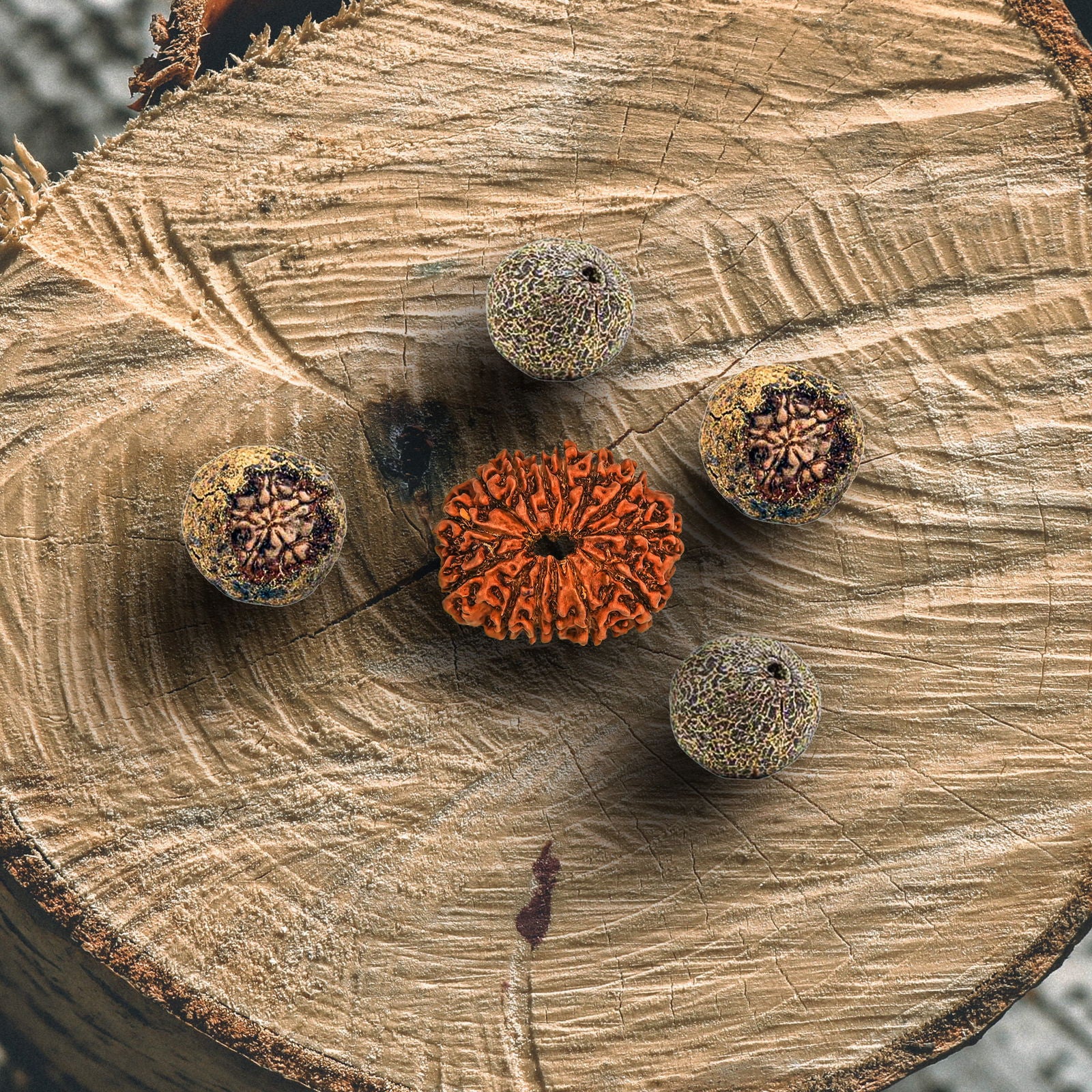 14 Mukhi Rudraksha (Nepali) - Gemsmantra