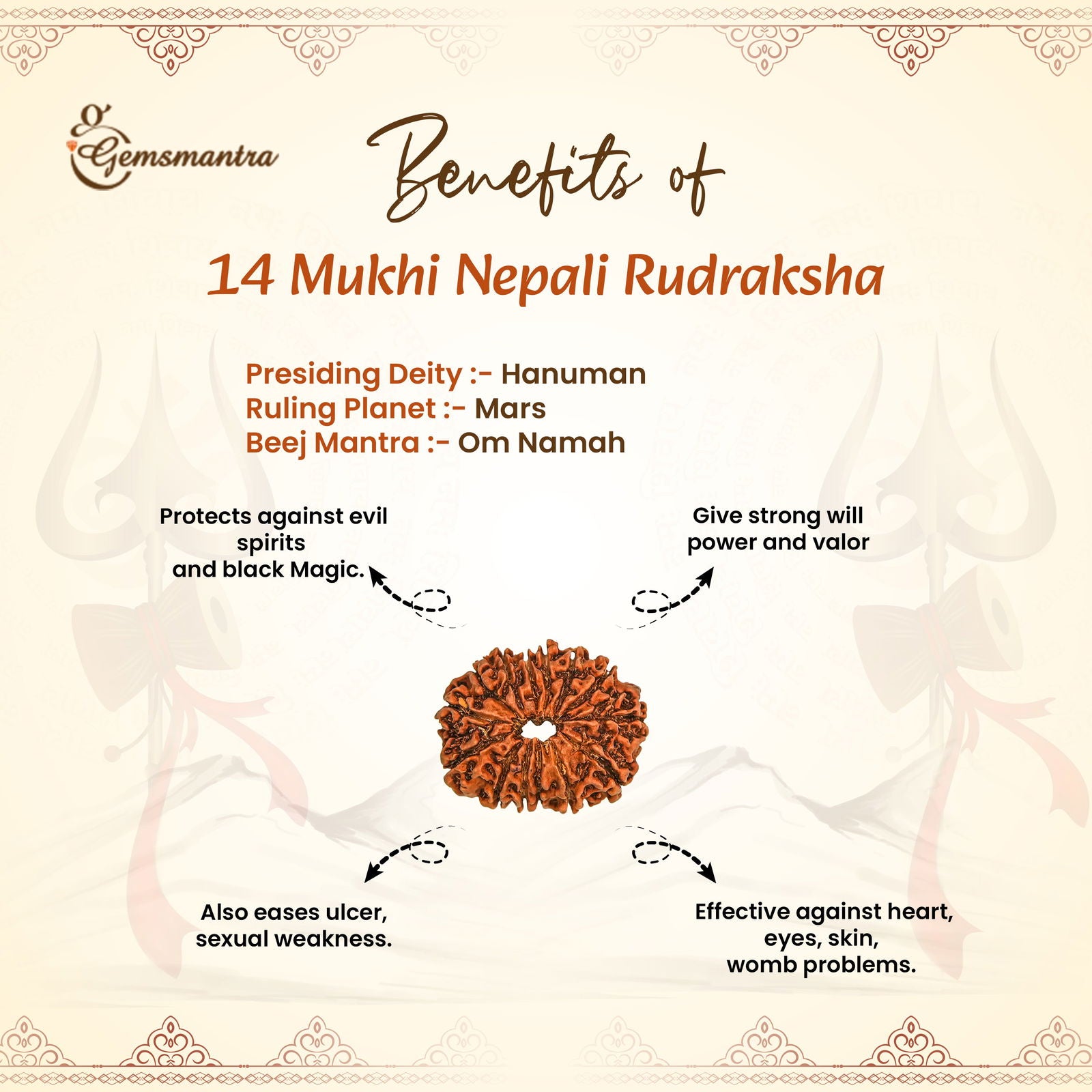 14 Mukhi Rudraksha (Nepali) - Gemsmantra