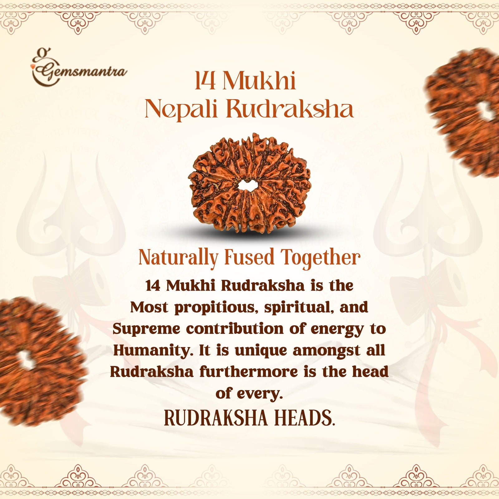 14 Mukhi Rudraksha (Nepali) - Gemsmantra