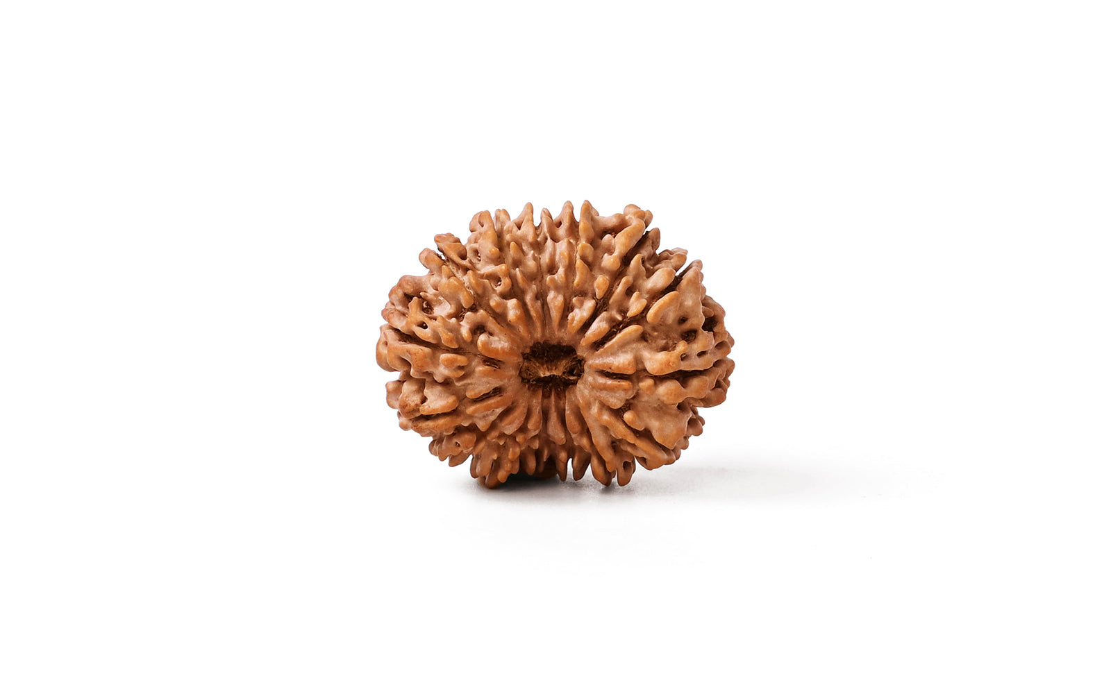 14 Mukhi Rudraksha (Nepali)