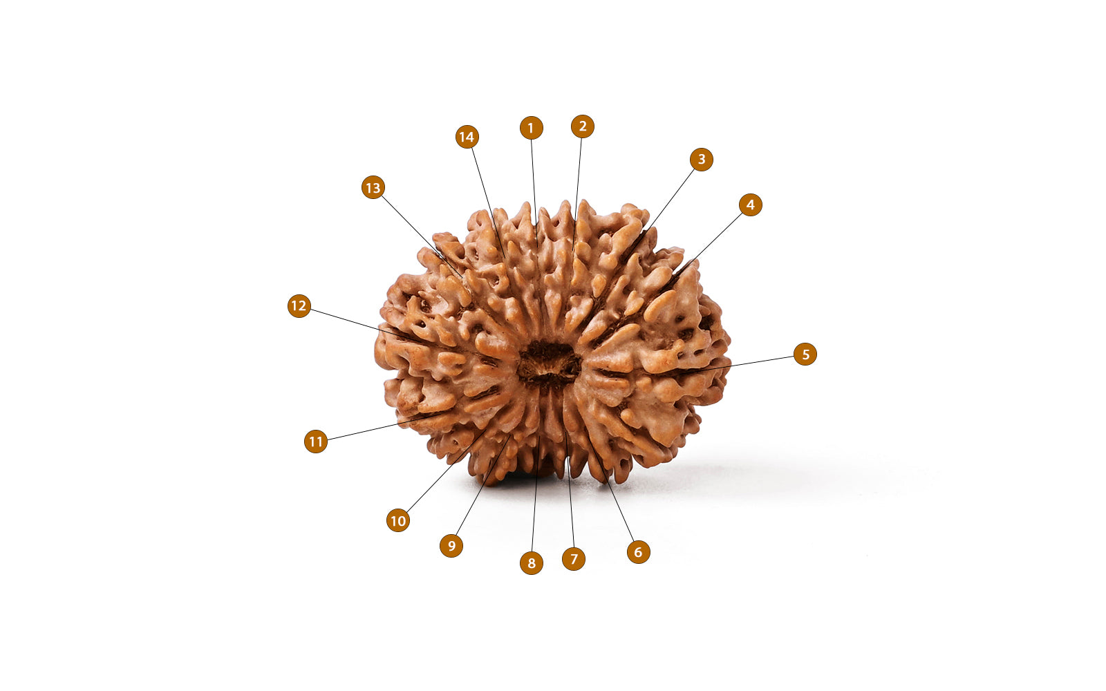 14 Mukhi Rudraksha (Nepali)