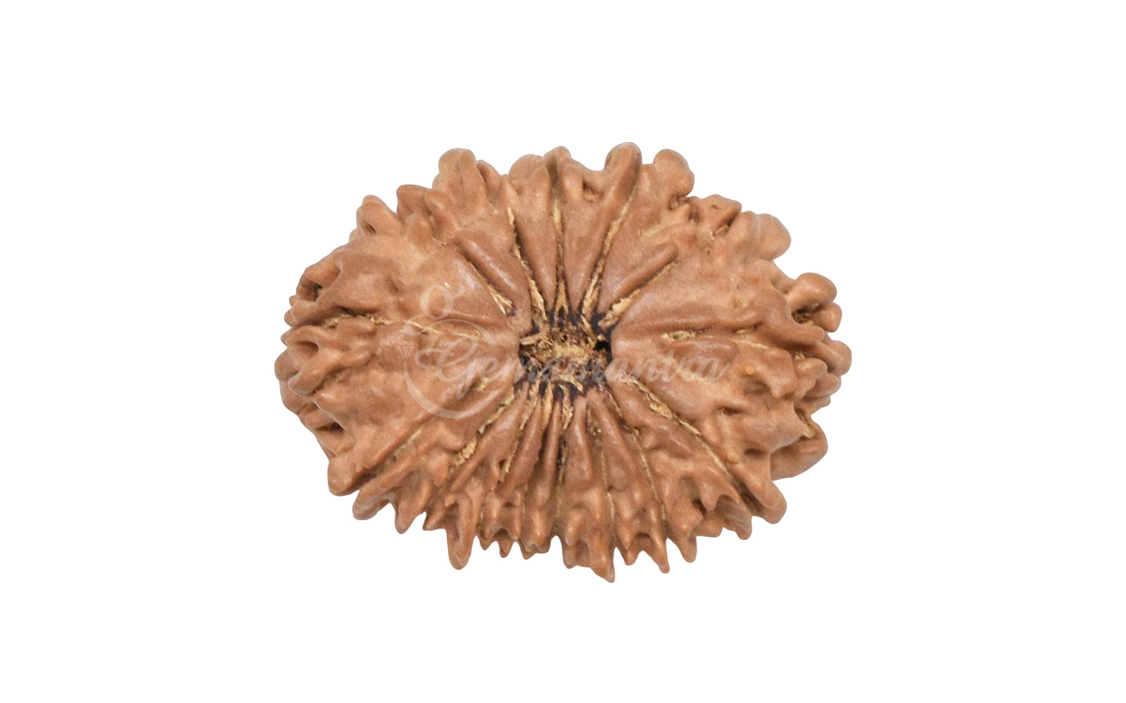 15 Mukhi Rudraksha (Nepali)