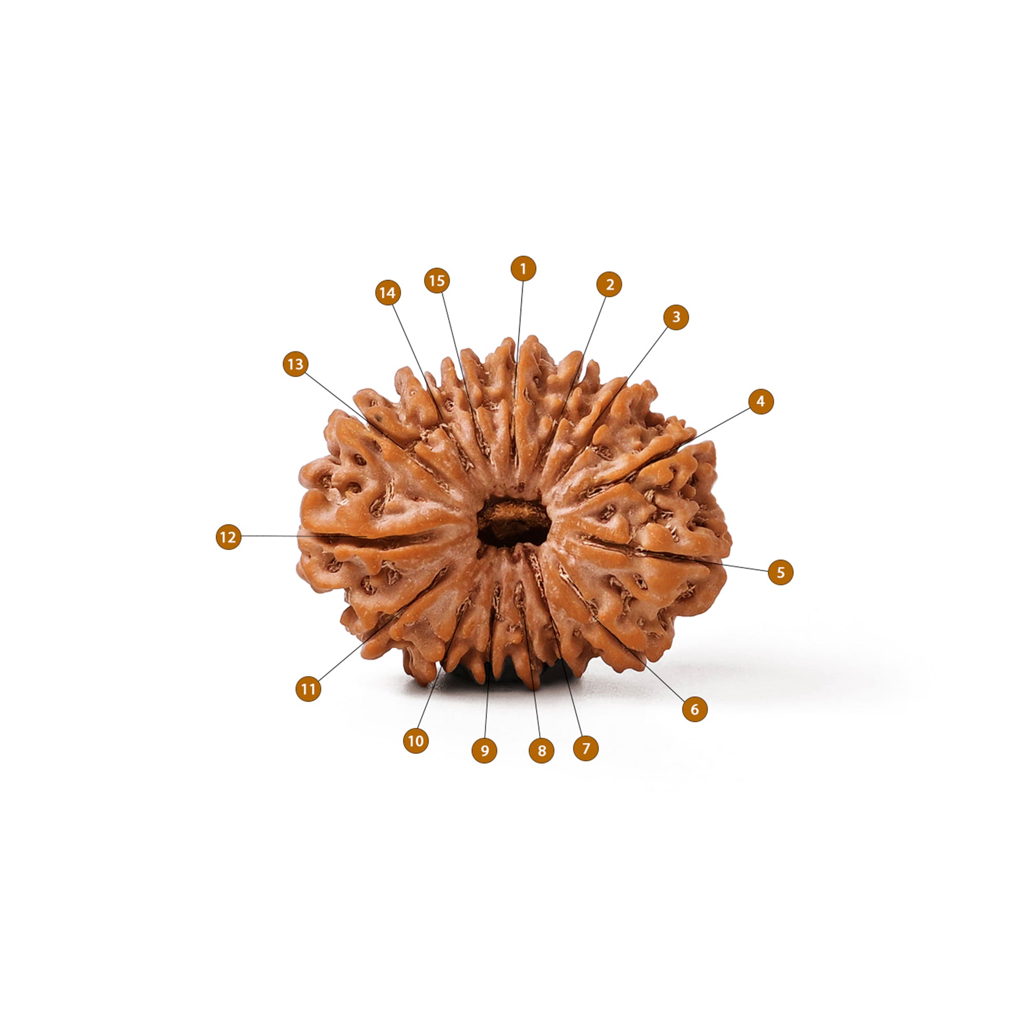 15 Mukhi Rudraksha – Original Nepali Bead