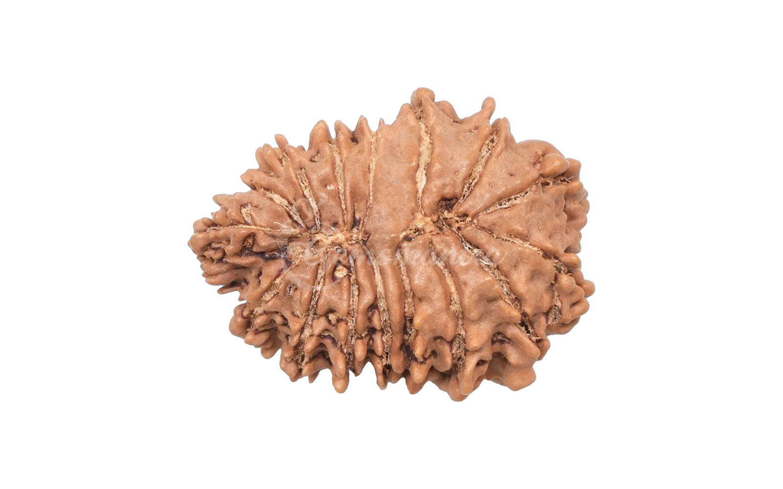 16 Mukhi Rudraksha (Nepali)