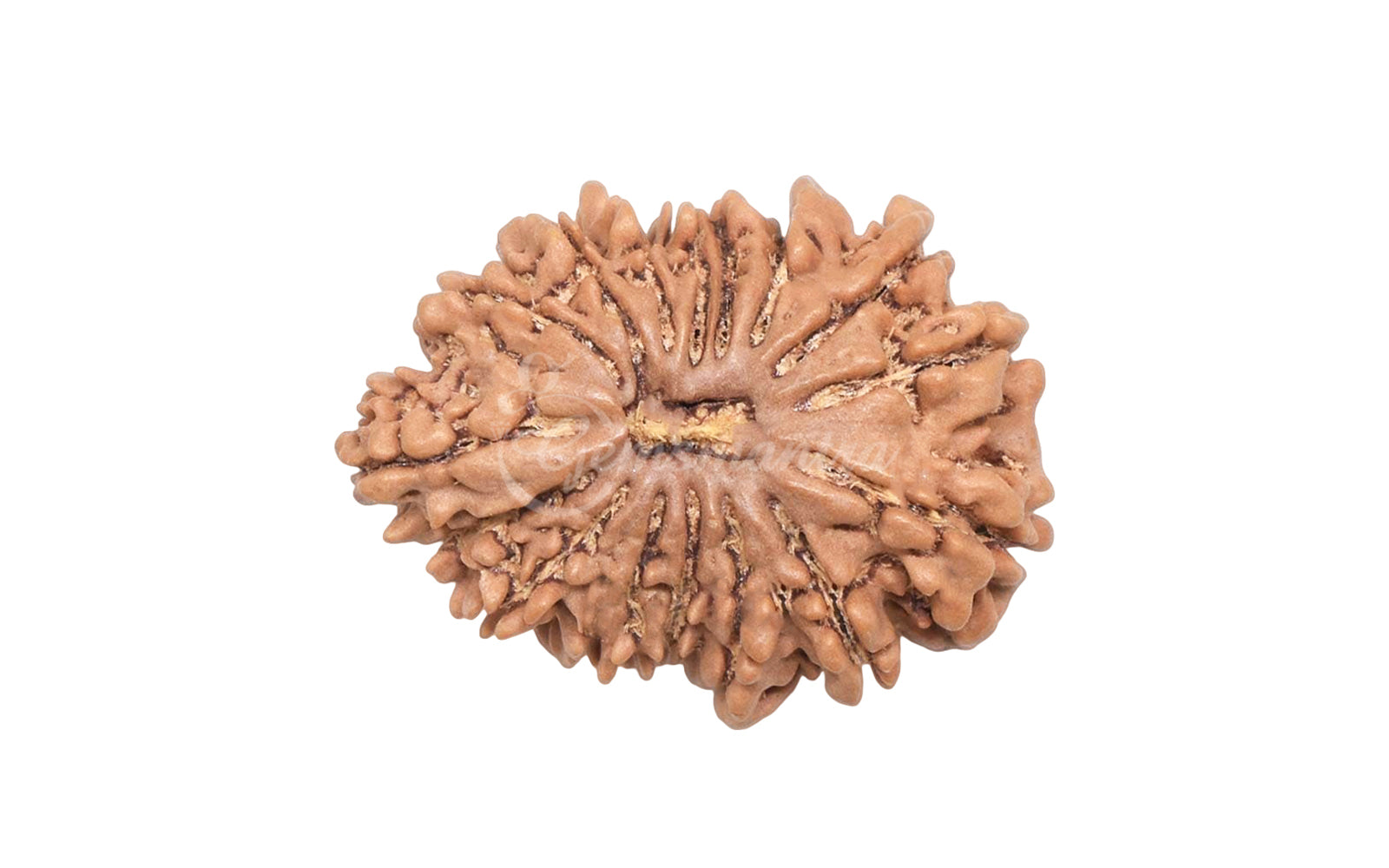 16 Mukhi Rudraksha (Nepali)