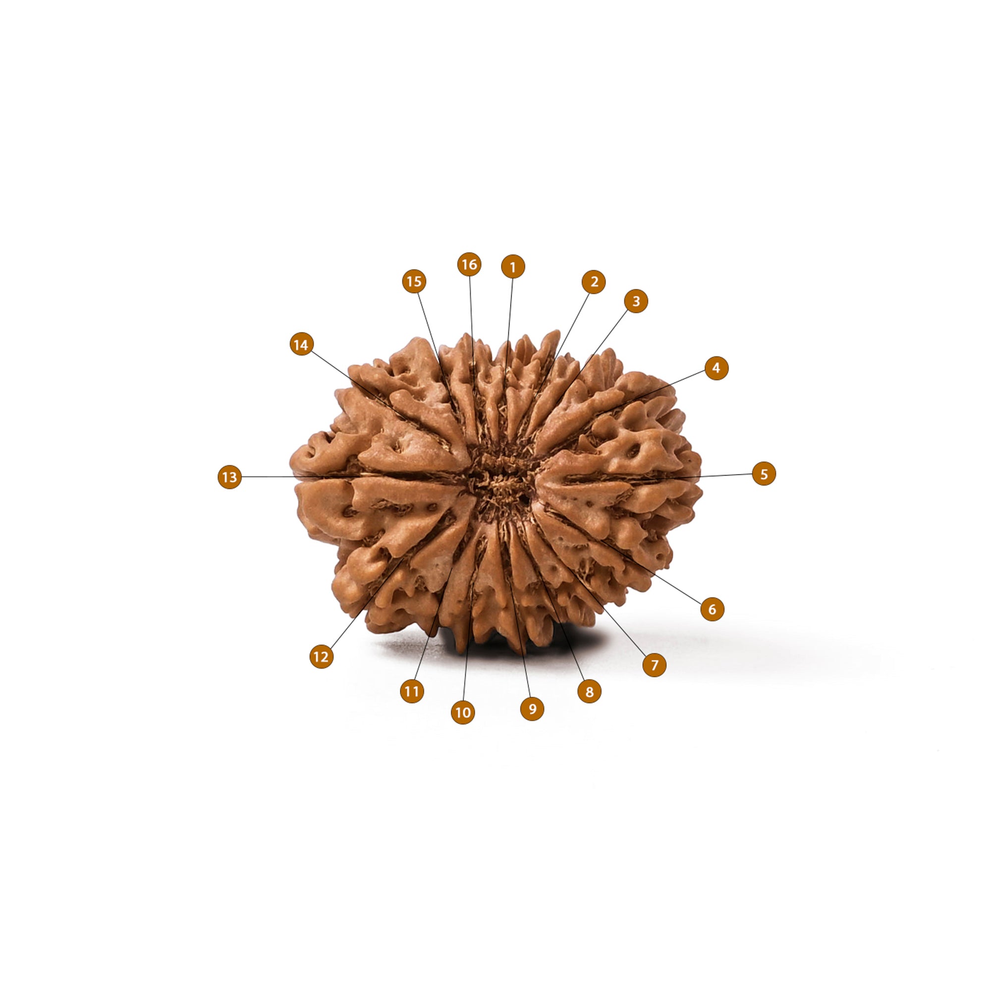 16 Mukhi Rudraksha – Original Nepali Bead
