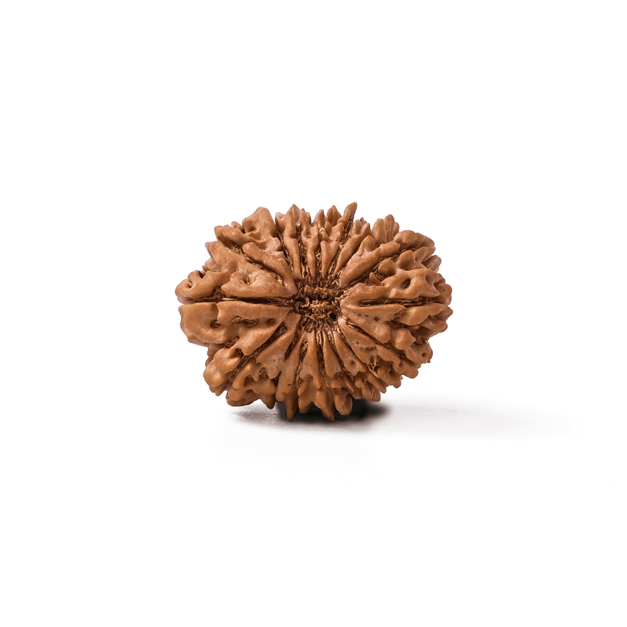 16 Mukhi Rudraksha – Original Nepali Bead