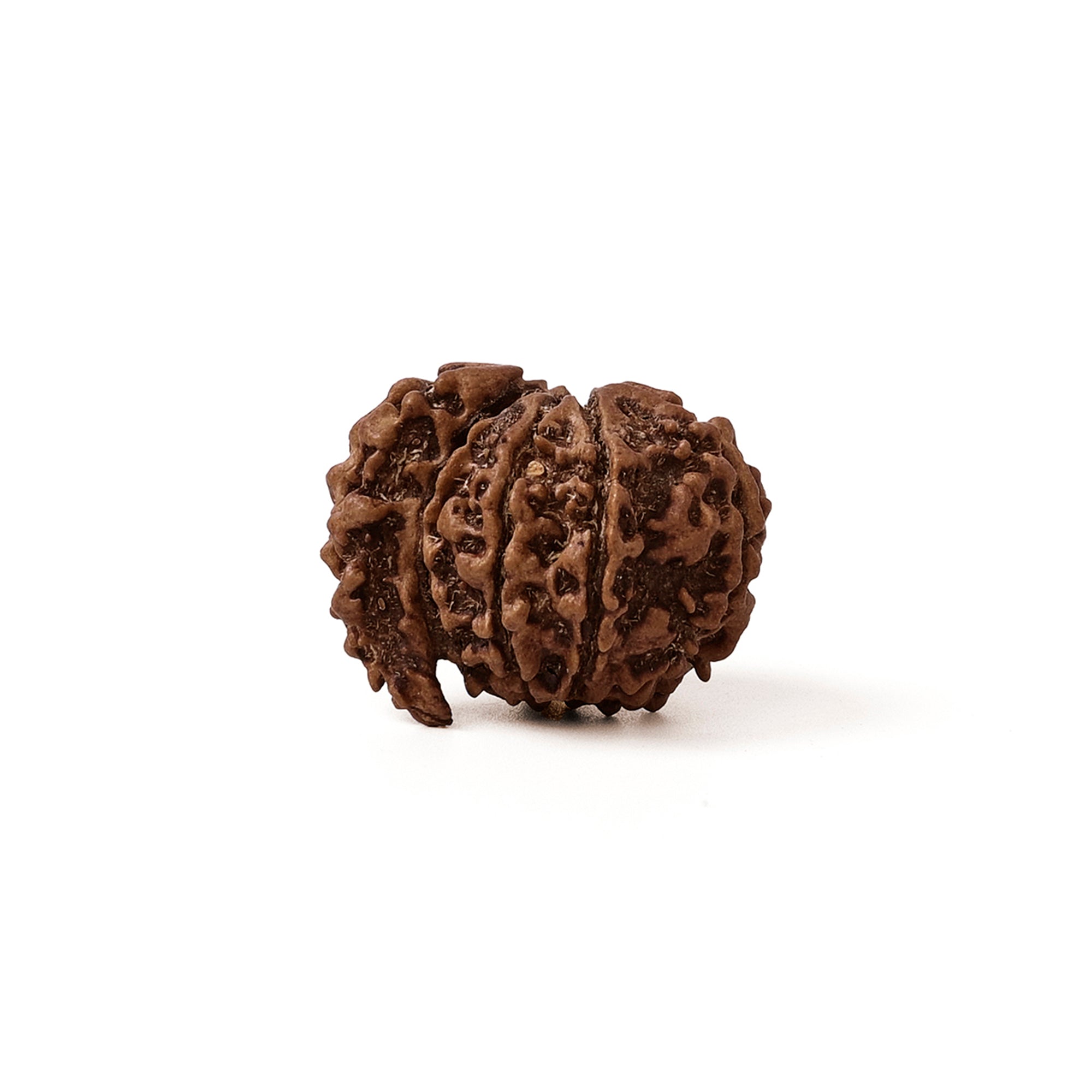 1 Mukhi Savar Rudraksha – Original Nepali Bead