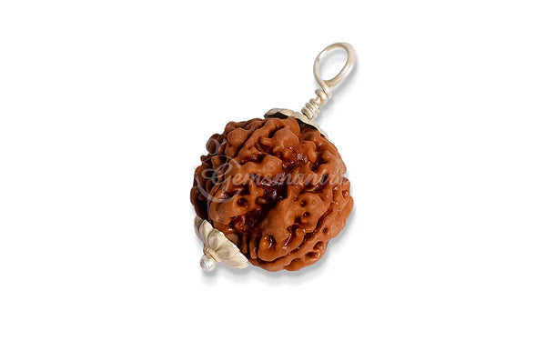 5 Mukhi Rudraksha (Nepali)