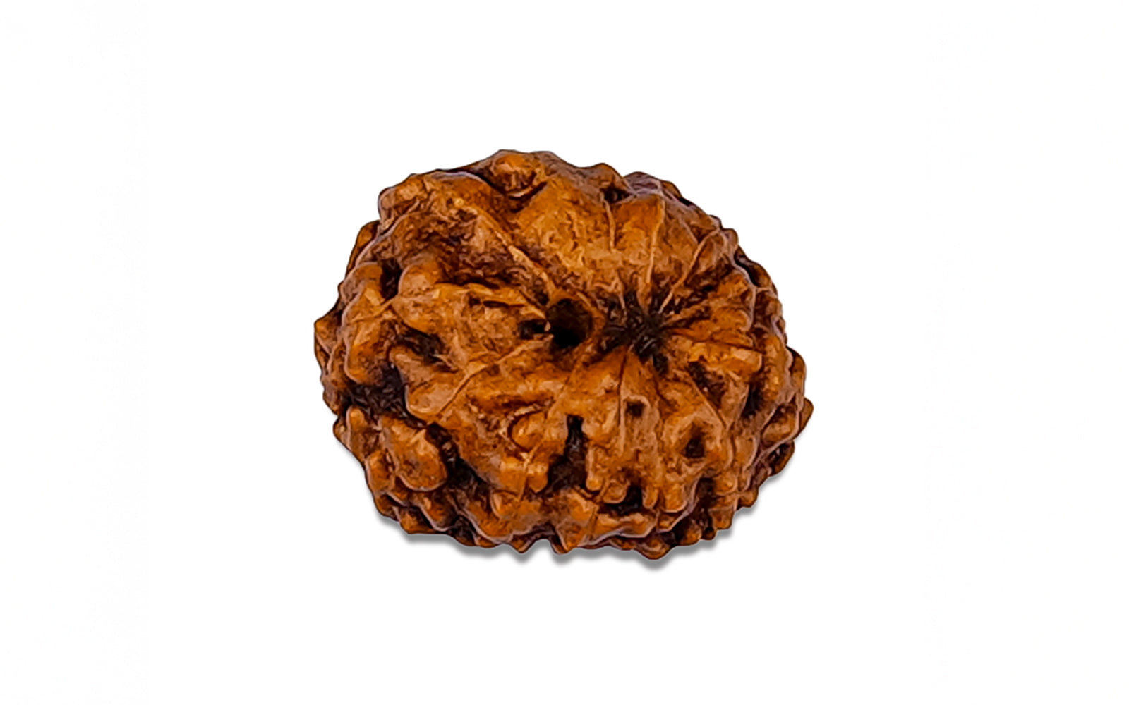 12 Mukhi Rudraksha (Indo)