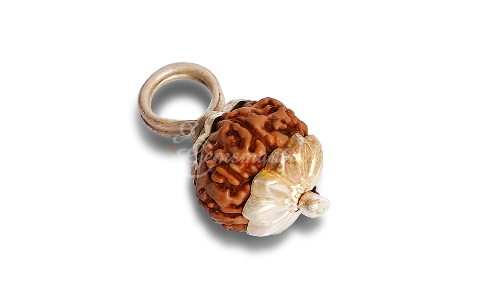 10 Mukhi Rudraksha (Indo)