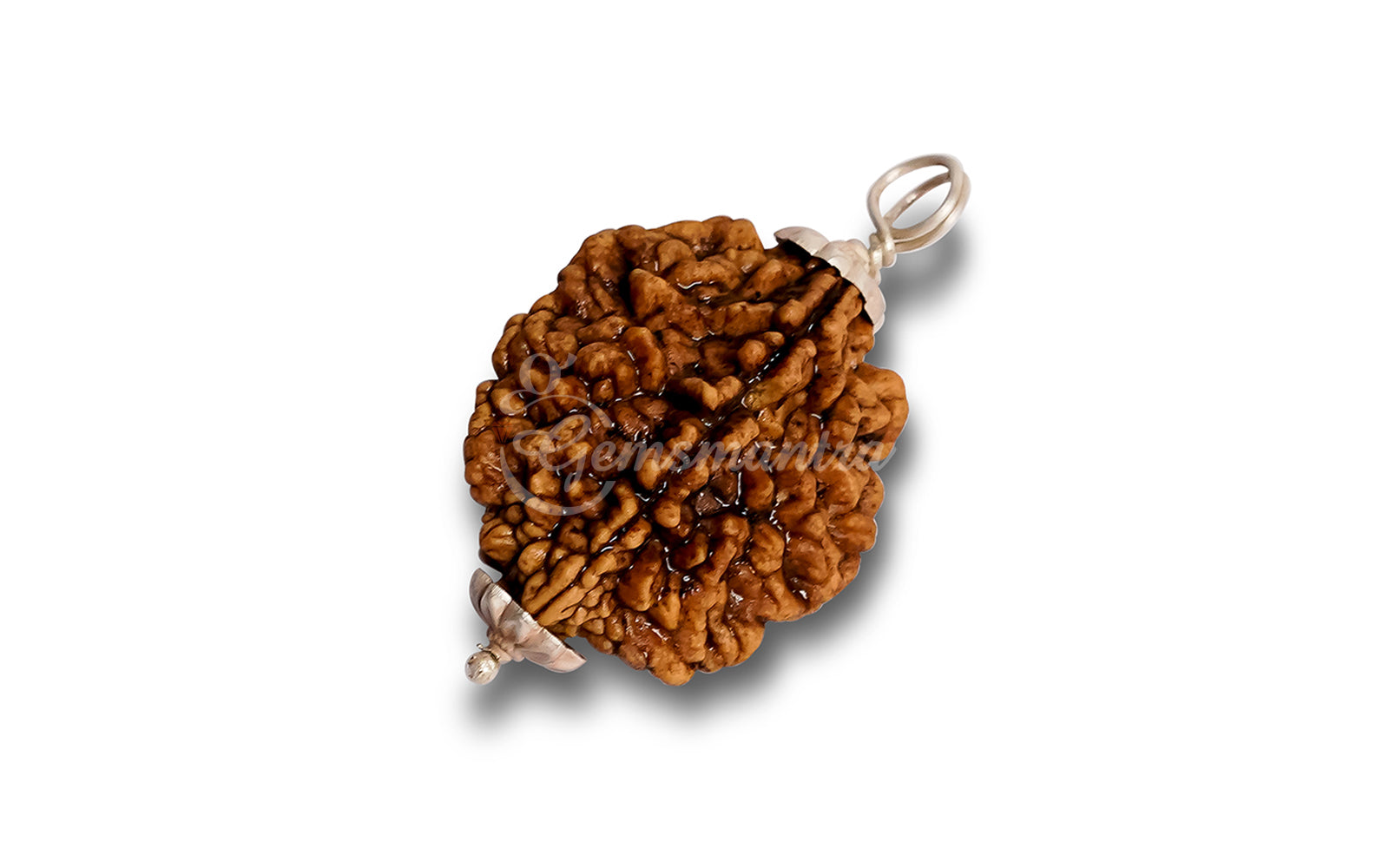 2 Mukhi Rudraksha (Indian)