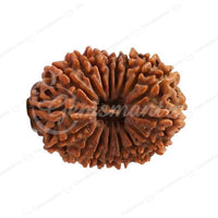 Natural 17 Mukhi Rudraksha (Nepali)