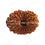 Natural 17 Mukhi Rudraksha (Nepali)