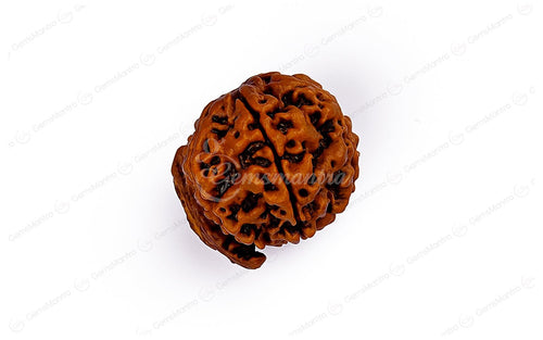 Ganesh Rudraksha – Original Natural Bead