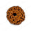 Certified 8 Mukhi Indonesian Rudraksha bead — Gemsmantra